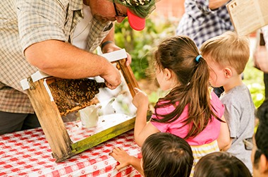 beekeeping demo