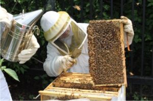 beekeeper looking at hive