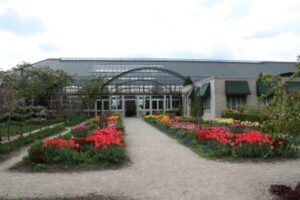 tulips in monet garden