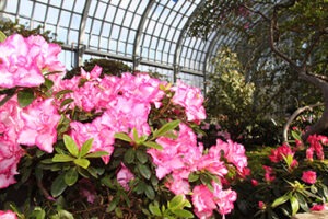 E_EXHIBITS_Spring Flower Show 15_azaleas-closeup