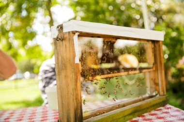 Observation Hive