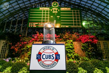 cubs' trophy in show house