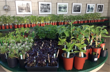 Seedling Sale 2017