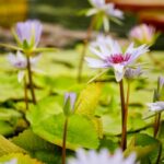 water lillies