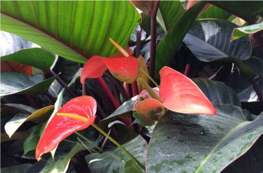 Indoor Plants for Health Class
