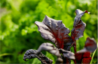 Leafy Greens Season Extension