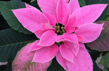 tickled pink holiday flower show