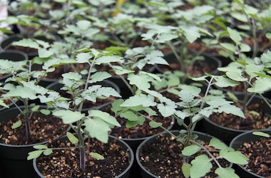 Many tomato seedlings in pots
