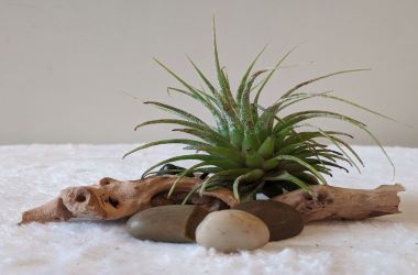 Small spiky light green air plant on a piece of driftwood with 3 smooth pebbles in front
