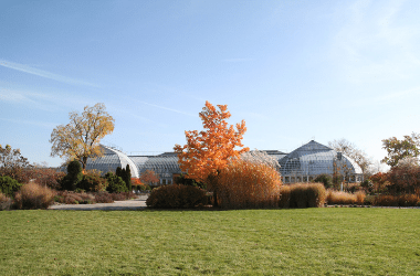 Photo of the outdoors at Garfield Park Conservatory. The season is fall. There are trees and bushes in the background. The leaves on the trees are yellow and golden. There is grass in the foreground. It is a sunny day and the sky is blue.